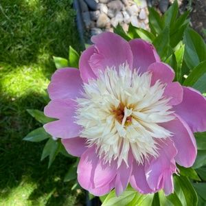 Meet your Posher, Janine